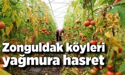 Zonguldak köyleri yağmura hasret