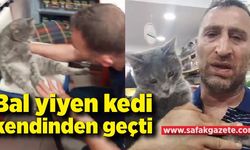 Balı fazla kaçıran kedi kendinden geçti