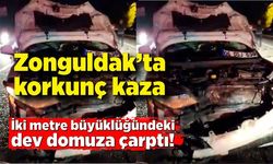 Zonguldak’ta korkunç kaza: İki metre büyüklüğündeki domuza çarptı!