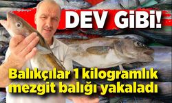 Böylesi ilk kez yakalandı! Balıkçıların ağına 1 kilogramlık mezgit balığı takıldı