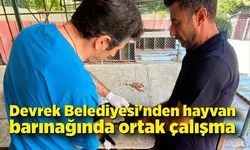 Devrek Belediyesi'nden hayvan barınağında ortak çalışma