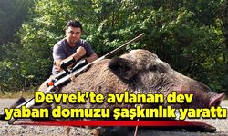 Devrek'te avlanan dev yaban domuzu şaşkınlık yarattı