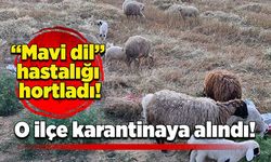 “Mavi dil” hastalığı hortladı! O ilçe karantinaya alındı!