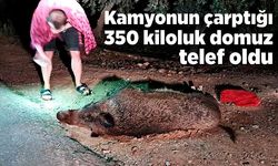 Kamyonun çarptığı 350 kiloluk domuz telef oldu