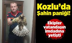 Kozlu’da Şahin paniği!  Ekipler vatandaşın imdadına yetişti