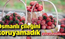 Osmanlı çileğini koruyamadık