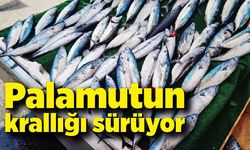 Palamutun krallığı sürüyor