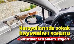 Karayollarında sokak hayvanları sorunu: Sürücüler acil önlem istiyor!