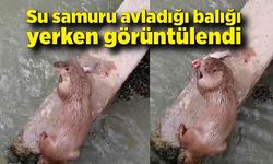 Su samuru avladığı balığı yerken görüntülendi