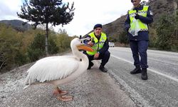 Yaralı pelikan kuşunu hamsiyle beslediler