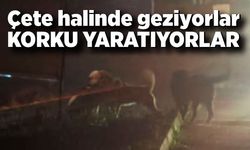 Çete halinde geziyorlar, korku yaratıyorlar