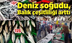 Deniz soğudu, balık çeşitliliği arttı