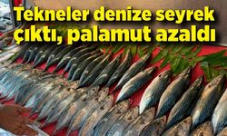 Tekneler denize seyrek çıktı, palamut azaldı