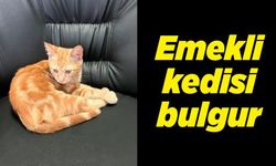 Emekli kedisi bulgur