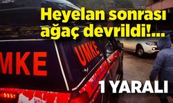 Heyelan sonrası ağaç devrildi; 1 yaralı