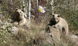 Nemrut Kalderası kış sezonu boyunca ziyarete kapatıldı