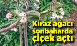 Kastamonu'da Kiraz ağacı sonbaharda çiçek açtı