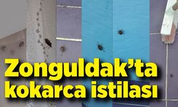 Zonguldak'ta kokarcalar evleri istila etti