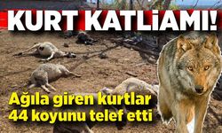 Ağıla giren kurtlar, koyun sürüsünün yarısını telef etti