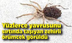 Yüzlerce yavrusunu sırtında taşıyan zehirli örümcek görüldü