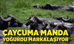 Çaycuma manda yoğurdu markalaşıyor