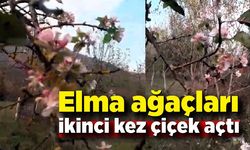 Elma ağacı Kasım ayında ikinci kez çiçek açtı