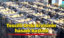 Tescilli Ordu kivisinin hasadı başladı