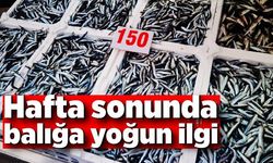 Hafta sonunda balığa  yoğun ilgi! Kasalarca hamsi kısa sürede tükendi