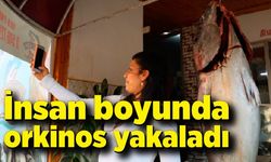 Balıkçı ağına insan boyunda orkinos takıldı