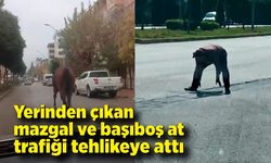 Yerinden çıkan mazgal ve başıboş at trafiği tehlikeye attı