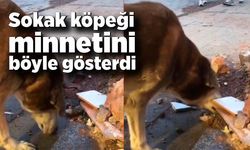 Sokak köpeği minnetini böyle gösterdi