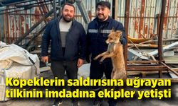 Zonguldak'ta köpeklerin saldırısına uğrayan tilkinin imdadına ekipler yetişti