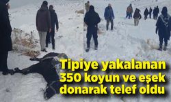 Tipiye yakalanan 350 koyun ve eşek donarak telef oldu