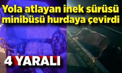 Yola atlayan inekler minibüsü hurdaya çevirdi: 4 yaralı