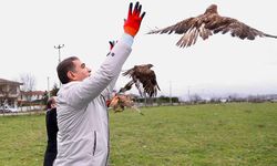 Tedavileri tamamlanan Kızıl Şahinler doğaya salındı