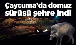 Çaycuma’da domuz sürüsü şehre indi