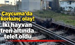 Çaycuma’da korkunç olay! İki hayvan tren altında kaldı