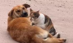 Kedi ile köpeğin sevimli dostluğu kameraya yansıdı