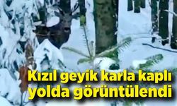 Nadir görülen kızıl geyik karla kaplı yolda görüntülendi