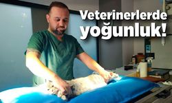 Veterinerlerde yoğunluk