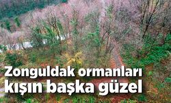 Zonguldak ormanları kışın başka güzel