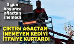 Günlerdir ağaçta mahsur kalan kediyi itfaiye kurtardı