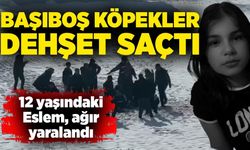 Başıboş köpekler dehşet saçtı: 12 yaşındaki Eslem, ağır yaralandı