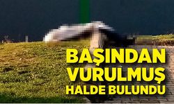 Başından vurulmuş halde bulundu