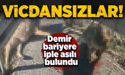 Vicdansızlar! Bariyere iple asılı halde bulundu