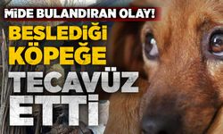 Karabük'te beslediği köpeği istismar etti