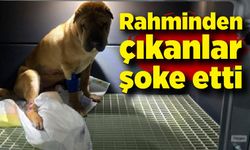 Rahminden çıkanlar şoke etti! Tam bir buçuk kilo