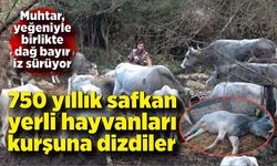 750 yıllık safkan yerli hayvanları kurşuna dizdiler