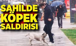 Zonguldak'ta başıboş köpek gence adama saldırdı