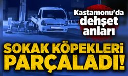 Kastamonu'da dehşet anları: Sokak köpekleri parçaladı!